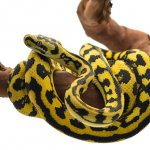 Carpet Tree Python