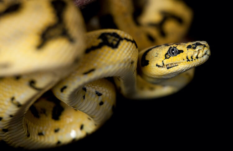 Jungle Jaguar Carpet Python