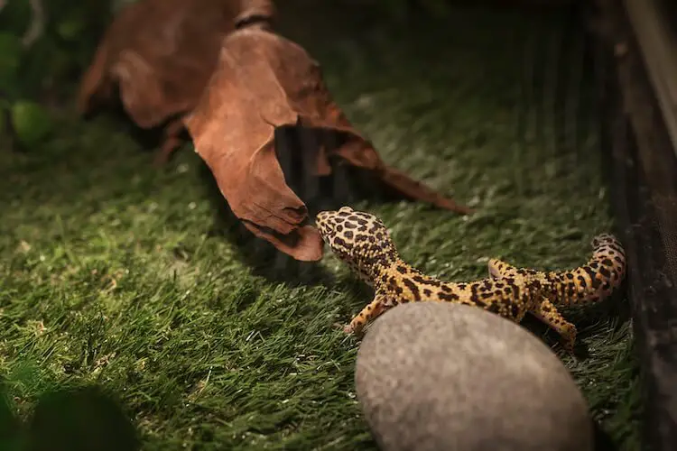 Leopardgecko-Lebensraum