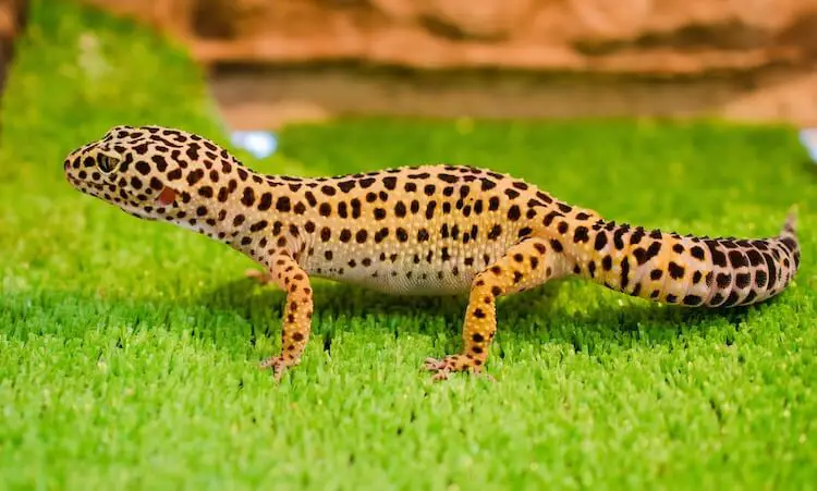 Leopard Gecko On Reptile Carpet