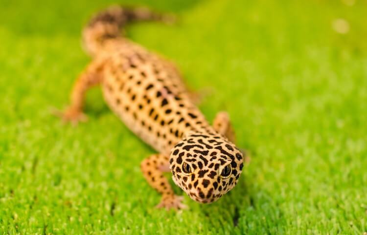 Leopard Gecko Tank