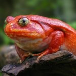 Madagascan Frog