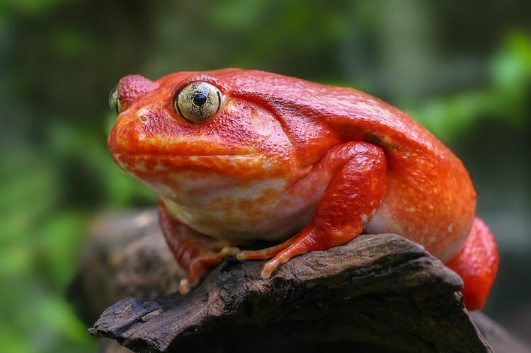 Madagascan Frog