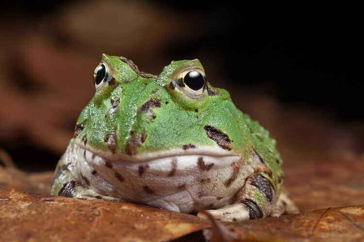 Pacman Frog Care Sheet: Everything You Need to Know - Everything Reptiles