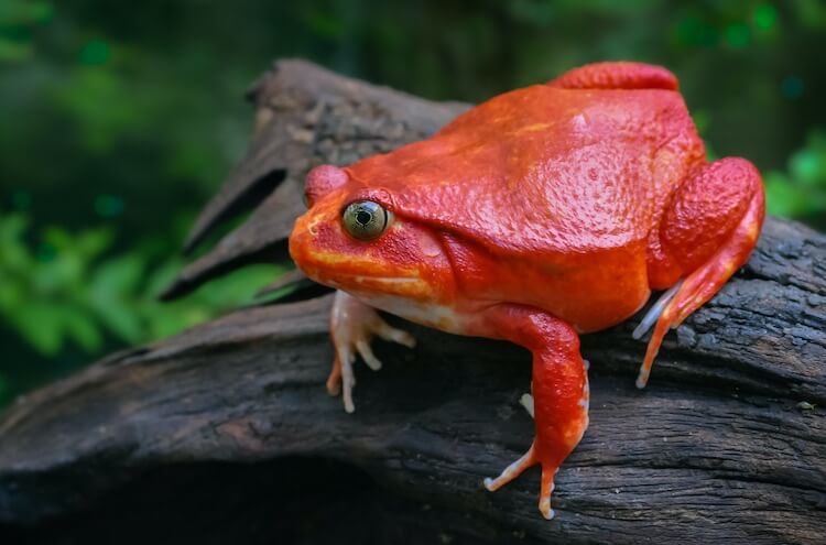 Tomato Frog Sitting On a Branch
