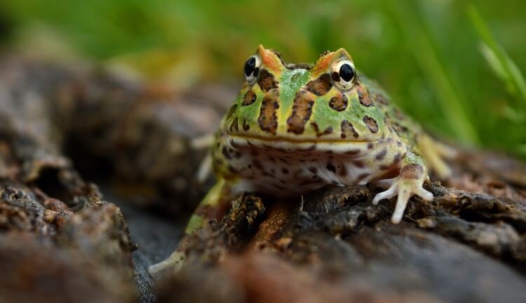 Wild Pacman Frog