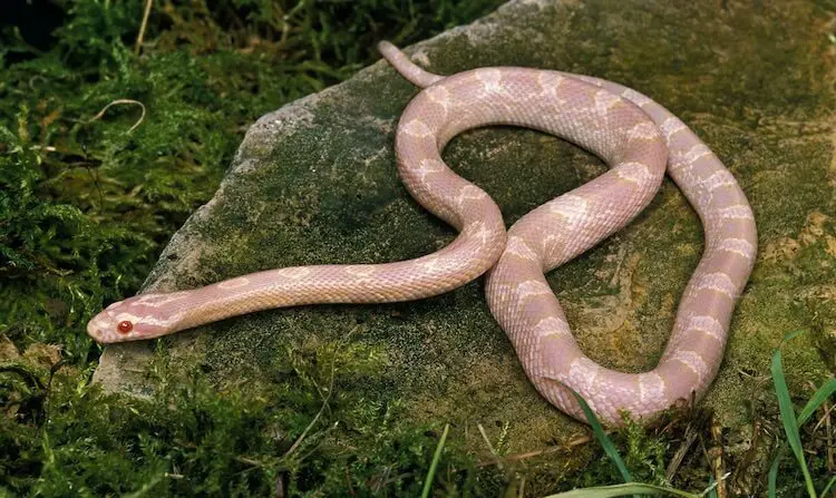Albino Corn Snake