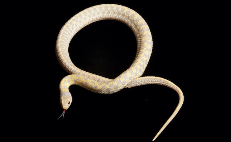 Albino Garter Snake