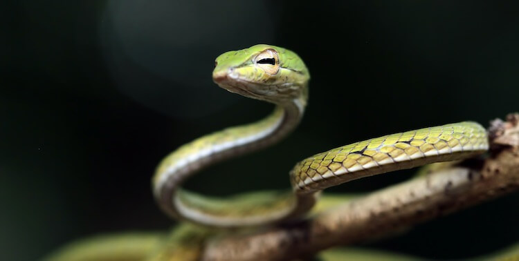 Asian Vine Snake