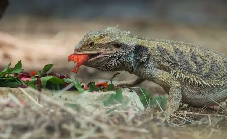 Bearded Dragon Eating Fruit