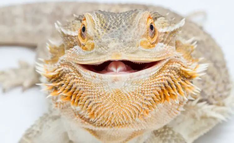 Bearded Dragon Smiling