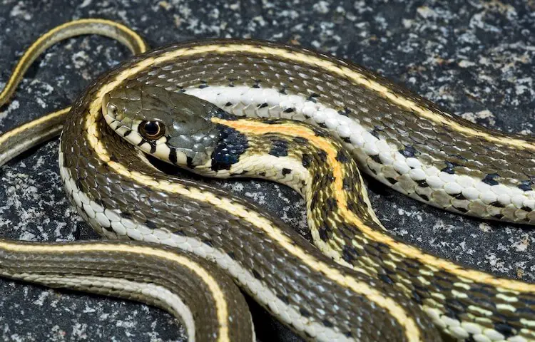 Black-Necked Garter Snake