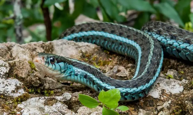 Bluestripe Garter Snake