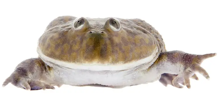 Budgett's Frog Portrait