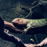 Caiman Lizard Feature