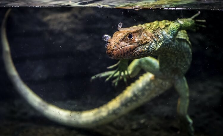 Caiman Lizard Swimming In A Tank
