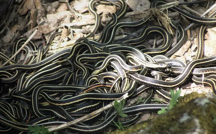 Den of Garter Snakes