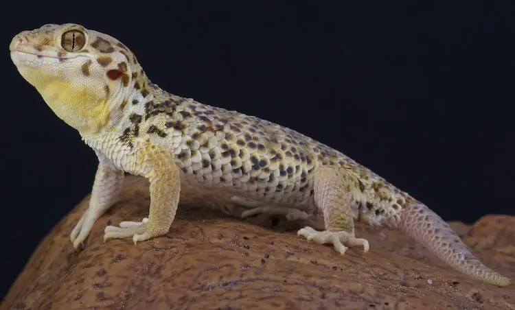 Frog-Eyed Gecko