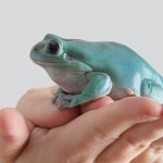 Handling A White’s Tree Frog