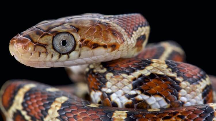 Mexican Rat Snake