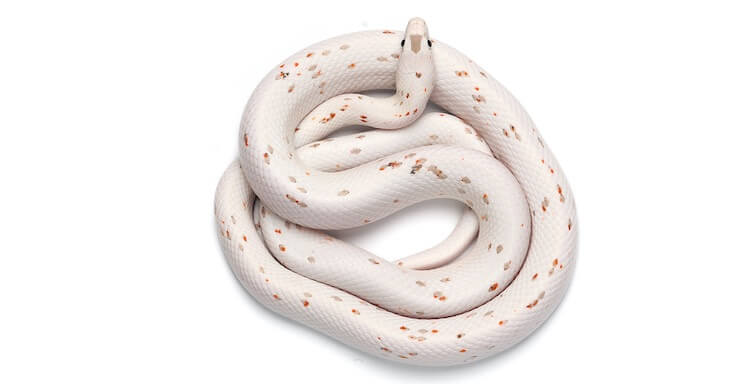33 Cute Snakes You Have to See to Believe – Everything ...
 Scaleless Corn Snake Price