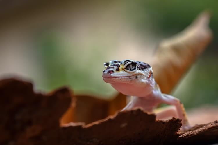 Pet Gecko