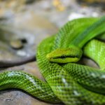 Red-Tailed Green Rat Snake
