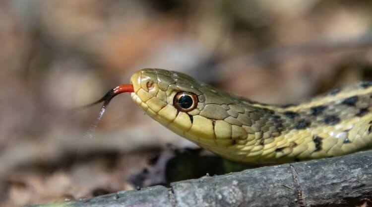 Short-Headed Garter Snake