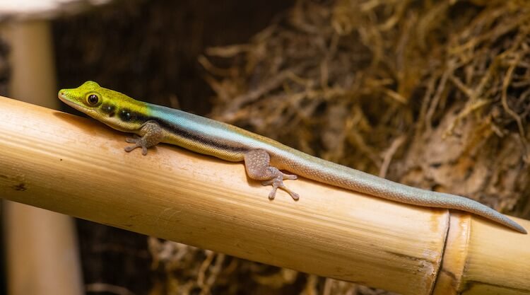 Yellow-Headed Day Gecko