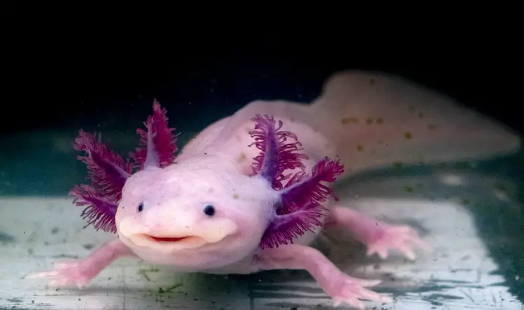 Does PetSmart Sell Axolotls In 2022? (Try This Instead...)
