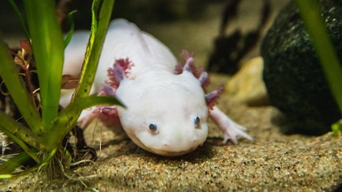 Axolotl Care