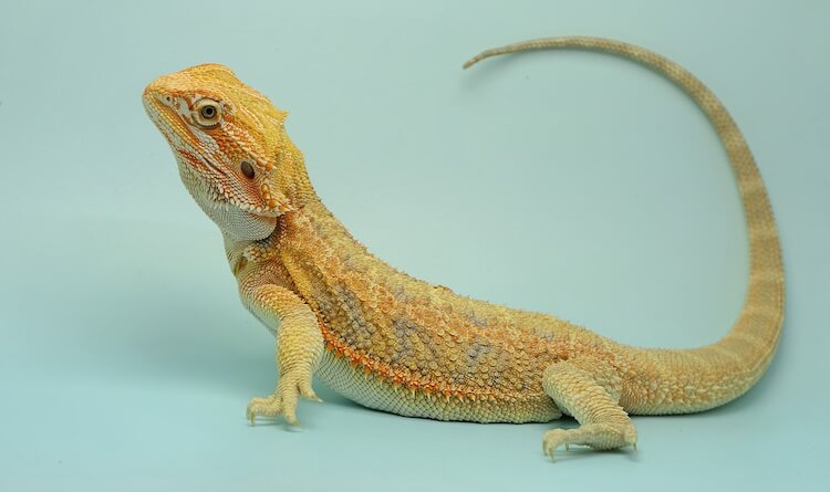 Bearded dragon tail twitching