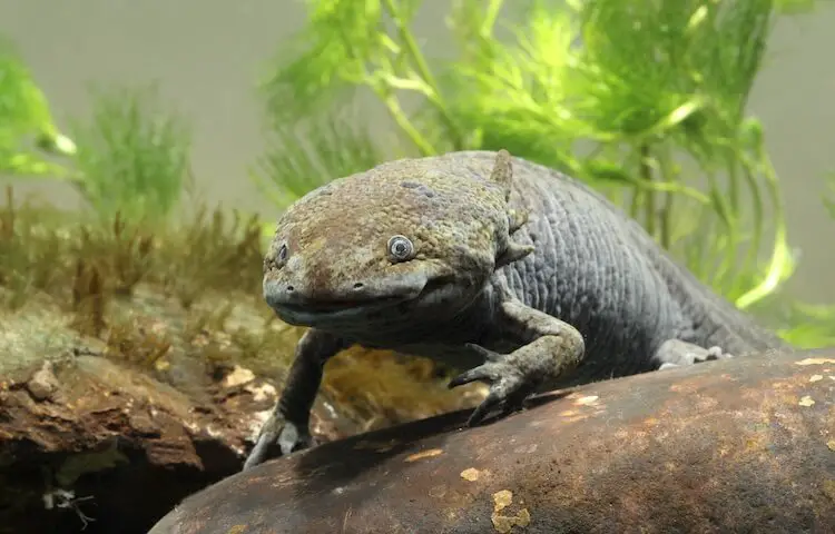 Common type neotenic salamander