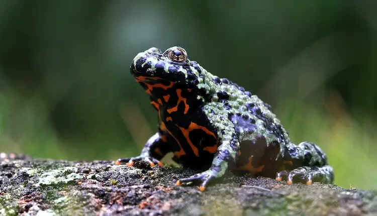 Fire-Belly Toad
