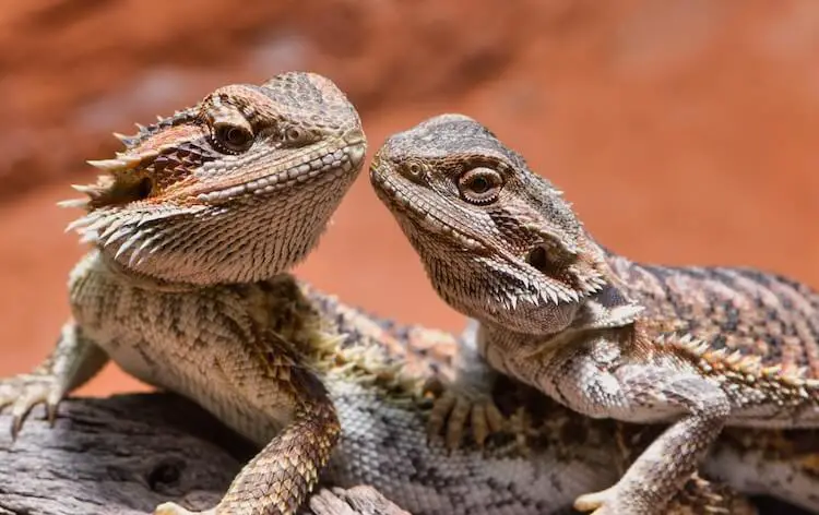 Male and Female Bearded Dragons