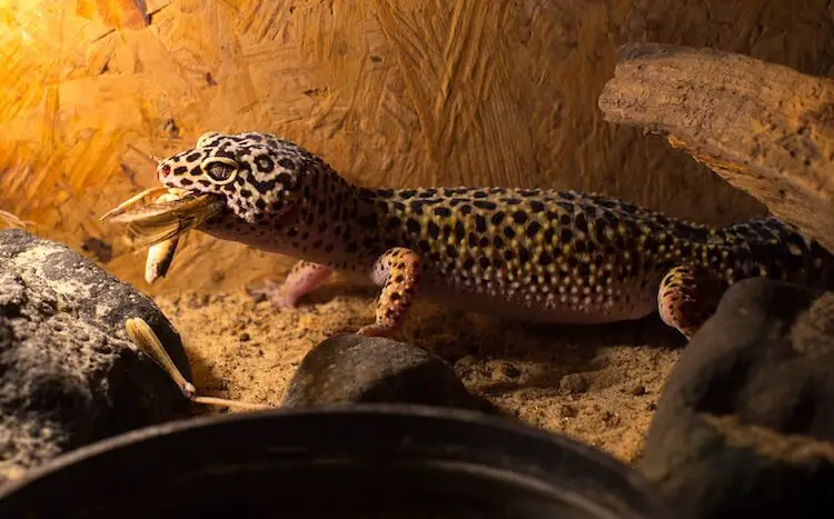 Adult Leopard Gecko Eating Prey