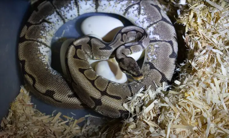 Adult female ball python