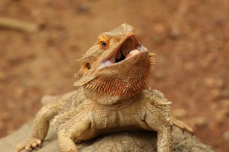 Bearded Dragon Not Eating