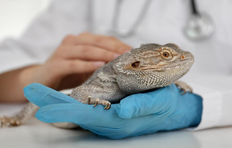 Bearded dragon being checked for impaction by a vet