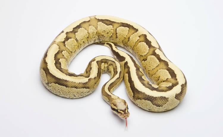 Full grown male ball python