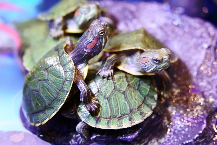 Group of Hatchling Red-Eared Slider Turtles