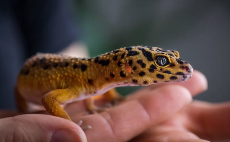 Holding A Leopard Gecko