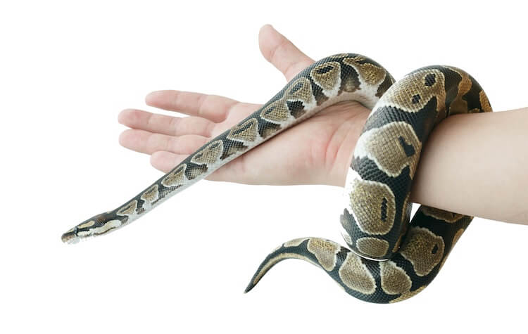 Juvenile Python