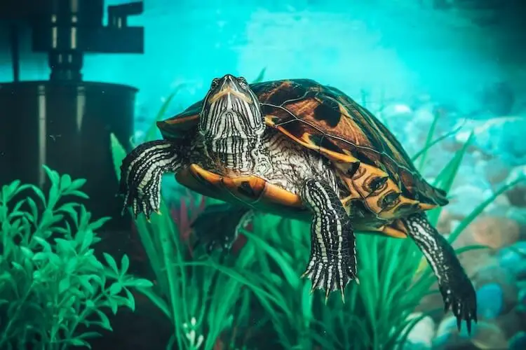 Is a Red Eared Slider Turtle Aquatic?