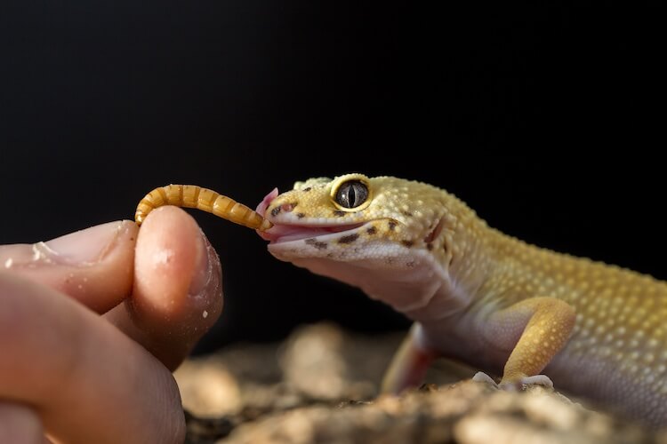 What Do Leopard Geckos Eat?