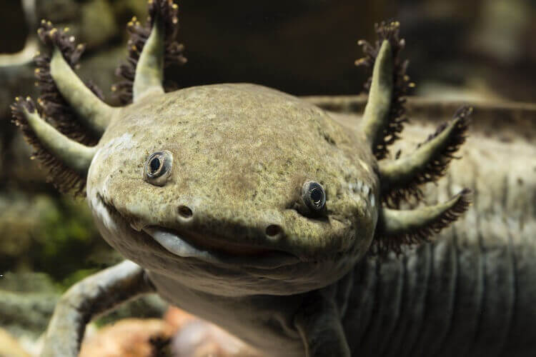 Wild Type Axolotl