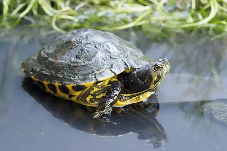 Yellow-Bellied Slider Care, Diet, Size & Tank Setup - Everything Reptiles
