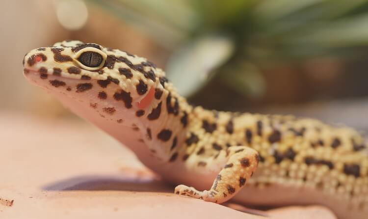Erwachsener Leopardgecko