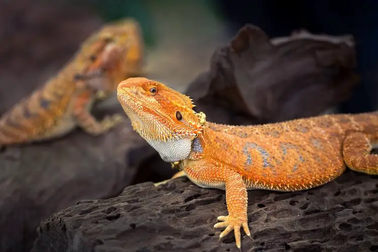 leatherback bearded dragon vs normal