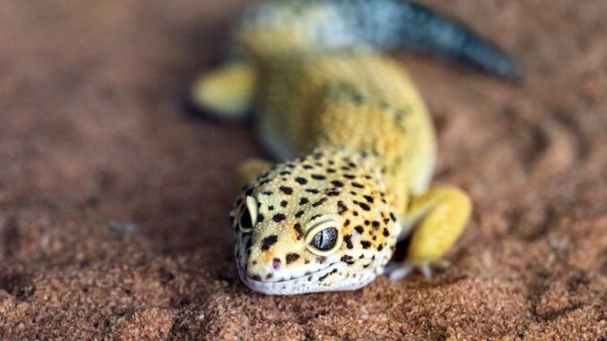 How Long Do Leopard Geckos Live?